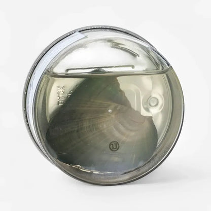 Qualia™ Wish Pearl Gift Box